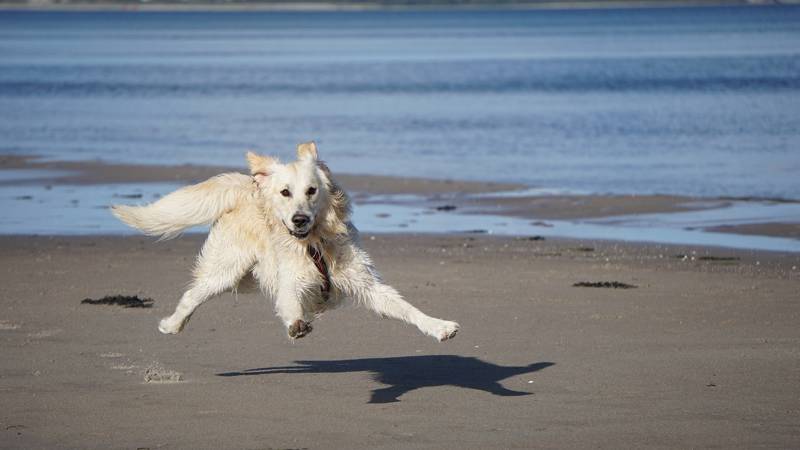 Strandurlaub Callantsoog LekkerNaarZee